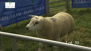 Fearn Farm - Beltex X Texel Rams - Lots 24 - 34