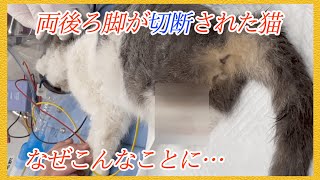 【野良猫の現実】両後ろ脚が切断された猫を保護しました【少し閲覧注意】