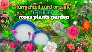 Organic garden kosam fertiliser naturally kitchen waste curd growing rose plants #garden #flowers