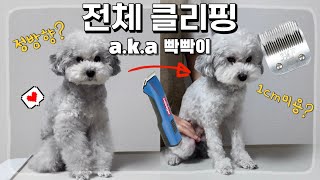 정방향 전체 클리핑 a.k.a 빡빡이 미용 / 긴날미용 / 1cm미용