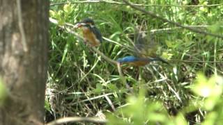 [4K] 野鳥：カワセミ 求愛給餌／Ｋ川