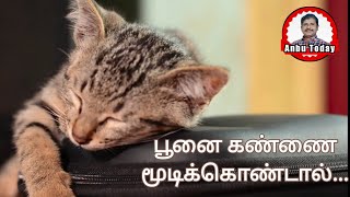 பூனை கண்ணை மூடிக்கொண்டால்... /Cat funnyvideo