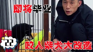 咬人柴犬奥利奥学业即将满月，恶魔脾气开始收敛，期待它越来越好。【犬道app】