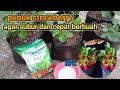 Cara pemupukan strawberry pada masa vegetatif (pertumbuhan)