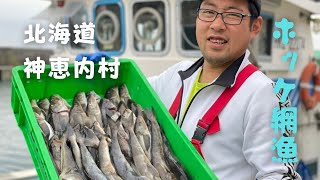 北海道の秋の味覚の１つ。ホッケ網漁【神恵内村】