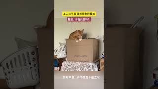 主人找小猫 猫咪就安静看着 猫猫：你在找我吗？#puppy #pup #cute #instagood #pet #pets #animals #搞笑 #寵物 #little #萌宠 #萌寵