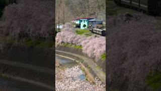 【2024桜🌸真岡鉄道】「SLもおか」🌸道の駅もてぎ通過！ [Moka railway] Steam locomotive class C12 'SL Moka' in spring 2024.