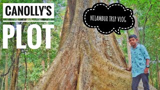 Connolly's plot /Nilambur trip vlog /Steptech