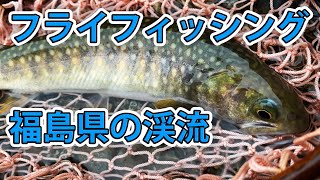 【福島県】新規渓流開拓！フライフィッシングでヤマメ・イワナを狙う！