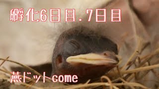 ツバメのヒナ　孵化6日目.7日目　燕ドットcome #ツバメ #ツバメのヒナ#ツバメの観察#ベビー