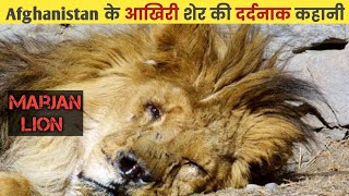 Heartbreaking Story Of Marjan Lion । The Last Lion Of Afganistan। Alpha Factz