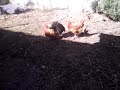 gallo pisando gallina