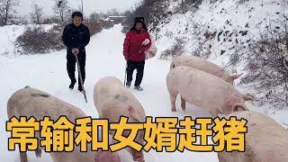 常输冒大雪赶大猪，接二连三意外不断，幸亏女婿回家帮忙轻松搞定！【农村傻大妮儿】