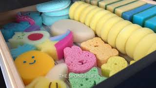 🧽 My Sponge \u0026 Product Collection! 🧽 | Requested Video