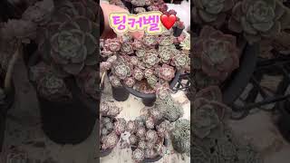 이쁨 가득 민이네다육 묵은둥이 팅커벨❤️ #plants #succulent #cactus #국민다육 #민이네다육 010-6863-0625