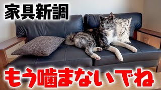 噛みちぎられた家具を新調しました【チャウチャウ】【秋田犬】【ボーダーコリー】【ラブラドールレトリバー】【多頭飼い】＃Shorts