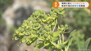 愛知や三重では絶滅危惧種に指定 「イワタイゲキ」が見ごろ　三重・熊野市