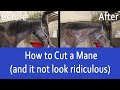 How to Trim a Horses Mane with Scissors (and make it look AMAZING!)