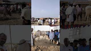 Yemmiganur Cattle paire in 2025 [ఏమ్మిగనూరు ఎద్దుల జాతరలో రేట్లు 2025]