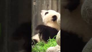 Cutie Panda He Hua Is Hungry