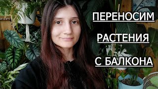 Переносим растения с балкона. Пока- пока теплые деньки... :(