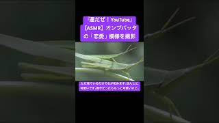 【ASMR】オンブバッタの「恋愛」模様を撮影 #insects #sound #虫の音 #sdgs #asmr #yt #video #nature #matingsound