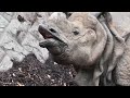 多摩動物園インドサイビクラムrhinoceros unicornis 2025年2月3日