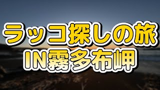 ラッコ探しに霧多布岬を探検しました