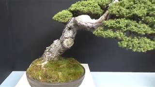 【貴重盆栽登録樹】蝦夷松 ＜ 樹齢約４５０年＞ Ezo Spruce Bonsai 450 years old