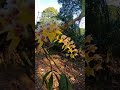 Eria sp orchid bloom from borneo