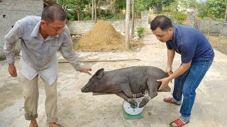 Trưởng thôn đi bắt lợn | The village chief went to catch pigs