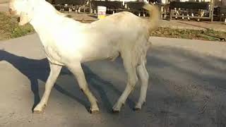 top quality Sojat goat at Classic Goat Farm |life with Animals |