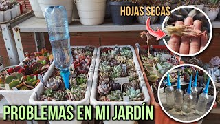 El sol está acabando con mi jardín ☹️ - 1 MES EN MI JARDÍN 🌱 | Jardines by Angie