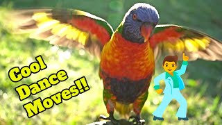 Rainbow Lorikeets Cool Dance Moves