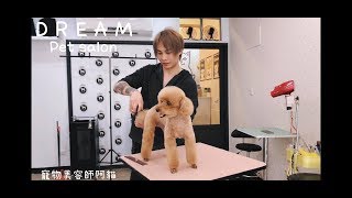 夢想寵物美容 83 貴賓狗的夏季裝 Poodle Pet grooming