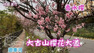 2025-2桃園 蘆竹 大古山櫻花大道🌸香水櫻盛開🚘🌸遊車河賞櫻全程路況與花況