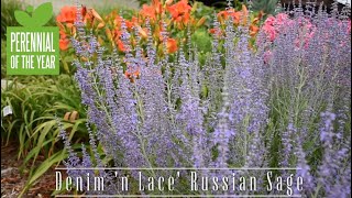 Perennial of the year - Denim 'n Lace Russian Sage