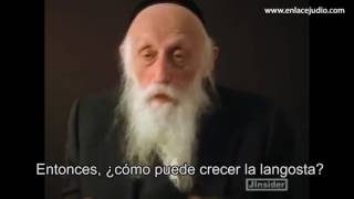 La langosta crece en la adversidad