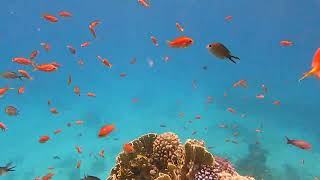 Nurkowanie Tiran Egipt Sharm el Sheikh gopro 9