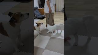 お姉ちゃんのスカートに興奮する子犬　#shorts #ジャックラッセルテリア