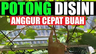 BUANG DAN POTONG Bagian ini Agar Tanaman Anggur Cepat Berbuah Lebat