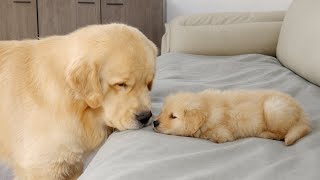 What Does A Golden Retriever Do When It Finds A Sleeping Puppy