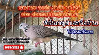 นกคูอ่าง เพียบเลย พามาชม นกต่อ นกคัด นกใหม่ ของช่องต่อนกเขาใหญ่อุทัยธานี