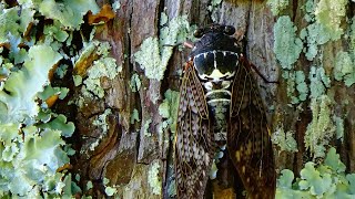 Cicadas Sounds | Cicadas Singing in Midsummer | Large Brown Cicada | Summer Nature