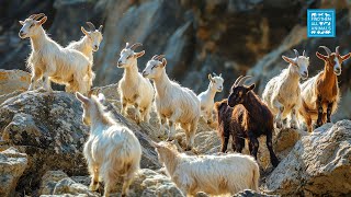 Discover Fascinating World of Mountain Goats with Relaxing Meditation Music