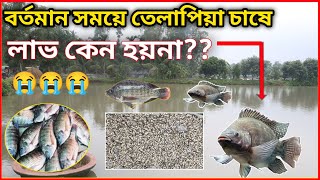 তেলাপিয়ামাছ চাষে লস কেন হয়? সমাধান কি? তেলাপিয়া মাছ চাষে লাভবান হওয়ার উপায়। #তেলাপিয়া_মাছের_পোনা