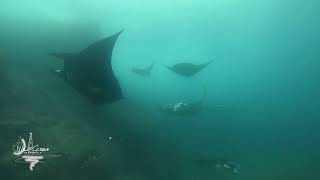 Another Amazing Manta Dive in South Lombok - Part I