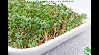 水耕栽培方法｜種植營養的新鮮芽菜：水耕栽培的好處和技術