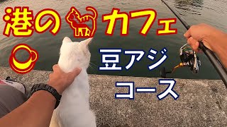 豆アジの日（猫的に第一希望らしい）＠平潟港【サビキ釣り】