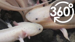 【いきもの目線】ウーパールーパー ／ 360lives　Mexican salamander